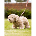 Cockapoo best sale with kids