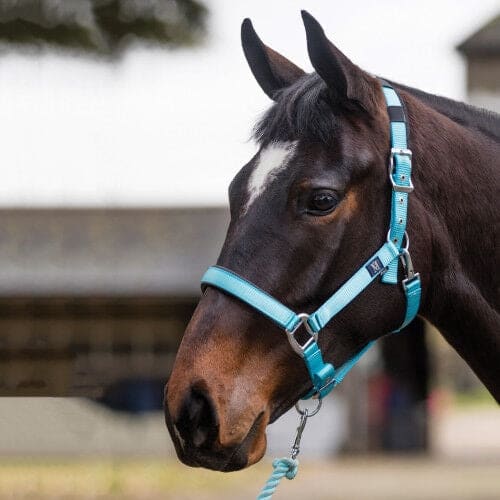 Mark Todd Deluxe Padded Headcollar and Leadrope Set Pony/Cob/Full Various Colours