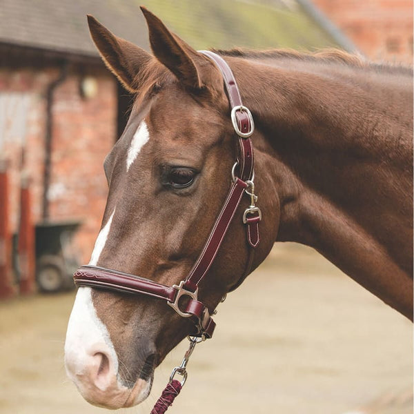 Mark Todd Raised Fancy Stitch Leather Headcollar Black/Havana/RedBrown Size Full