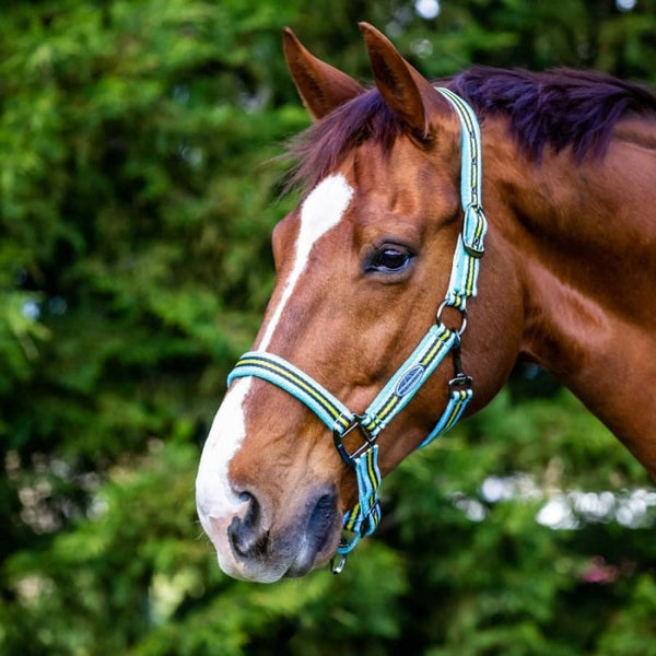 WeatherBeeta Coordinate Headcollar Nylon With Fleece Padding Light Blue/Yellow