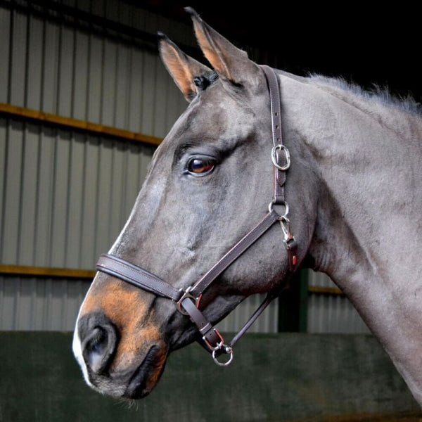 Whitaker Ready to Ride Leather Padded Headcollar Head Collar Black/Brown Pony-XF